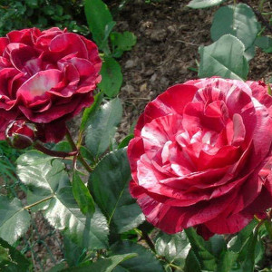 Саженцы Роза Брауни (плетистая)