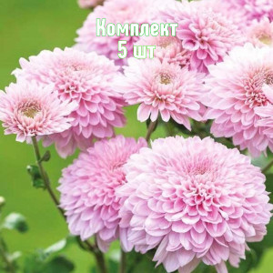 Комплект 5шт / Хризантема Гомпи Пинк