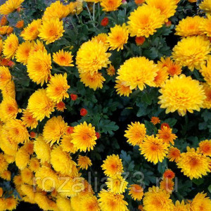 Саженцы Хризантема Адонис (Мультифлора/Желтая)
